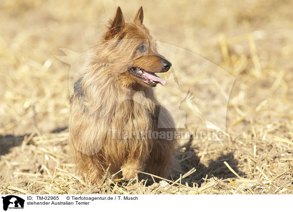 stehender Australian Terrier / TM-02965