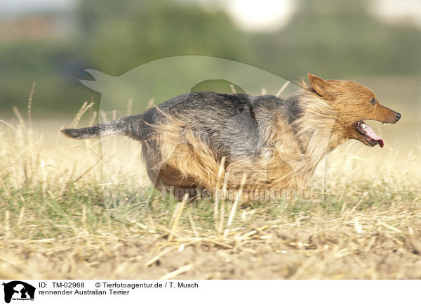 rennender Australian Terrier / running Australian Terrier / TM-02968