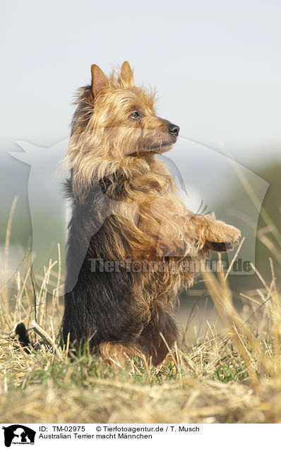 Australian Terrier macht Mnnchen / begging Australian Terrier / TM-02975