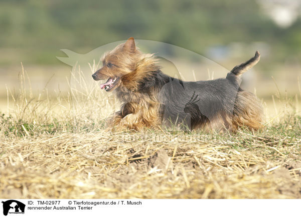 rennender Australian Terrier / running Australian Terrier / TM-02977