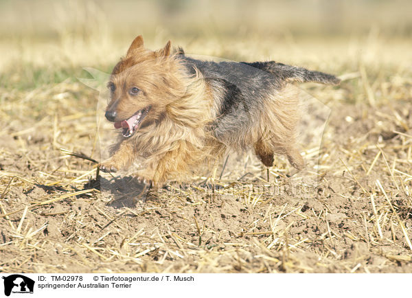 springender Australian Terrier / jumping Australian Terrier / TM-02978