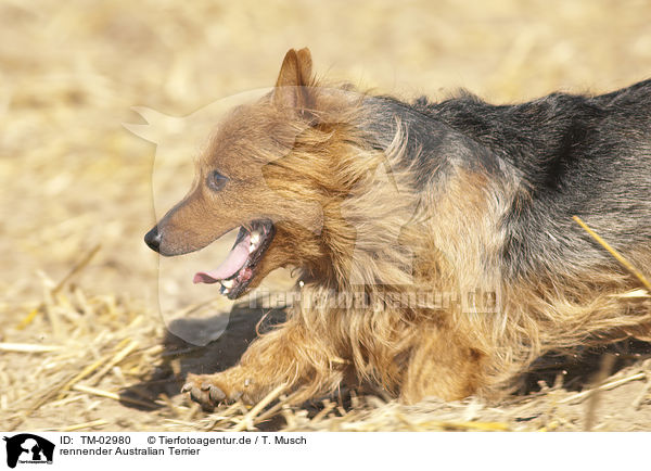 rennender Australian Terrier / running Australian Terrier / TM-02980