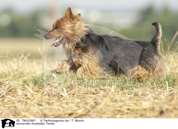 rennender Australian Terrier / running Australian Terrier / TM-02981