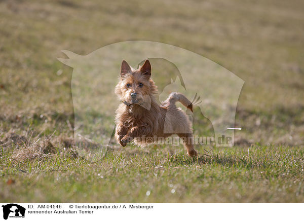 rennender Australian Terrier / AM-04546