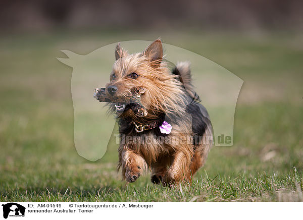 rennender Australian Terrier / AM-04549