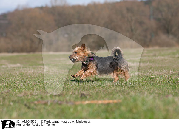 rennender Australian Terrier / AM-04552