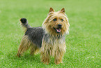 Australian Terrier