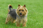 Australian Terrier