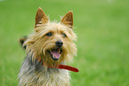 Australian Terrier Portrait