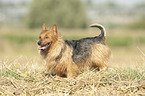 stehender Australian Terrier