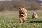 rennender Australian Terrier