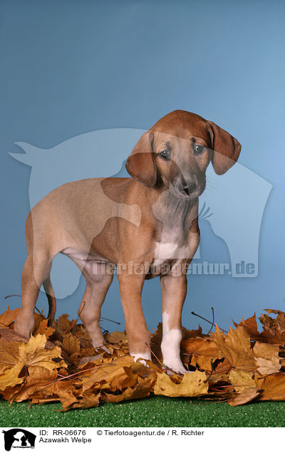 Azawakh Welpe / Azawakh puppy / RR-06676