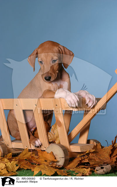 Azawakh Welpe / Azawakh puppy / RR-06680