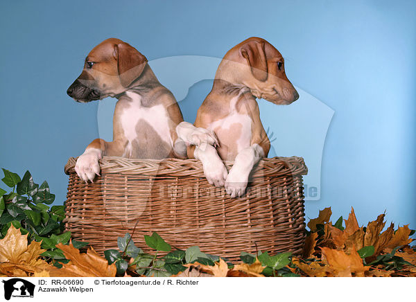Azawakh Welpen / Azawakh puppies / RR-06690