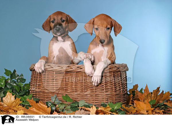 Azawakh Welpen / Azawakh puppies / RR-06691