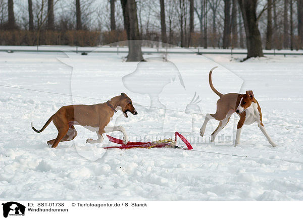 Windhundrennen / dog racing / SST-01738