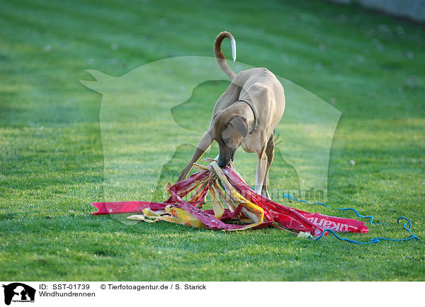 Windhundrennen / dog racing / SST-01739