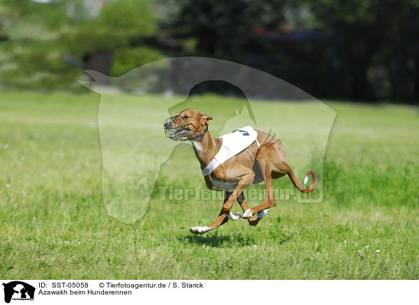 Azawakh beim Hunderennen / SST-05058