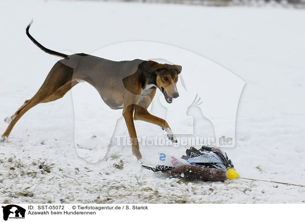 Azawakh beim Hunderennen / Azawakh at dog race / SST-05072