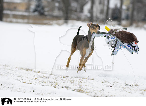 Azawakh beim Hunderennen / SST-05075