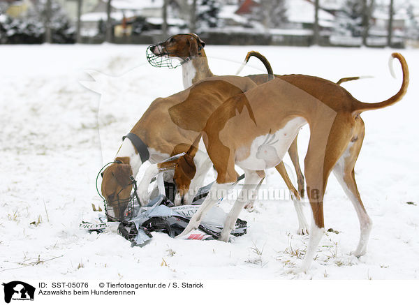 Azawakhs beim Hunderennen / SST-05076