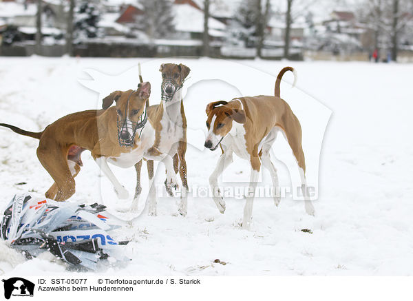 Azawakhs beim Hunderennen / SST-05077