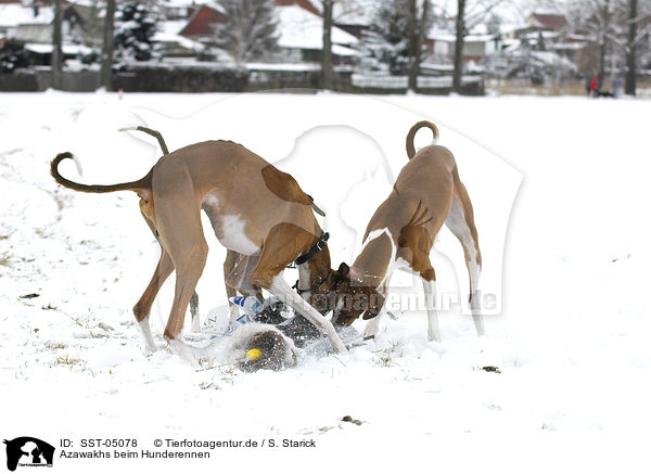 Azawakhs beim Hunderennen / Azawakhs at dog race / SST-05078