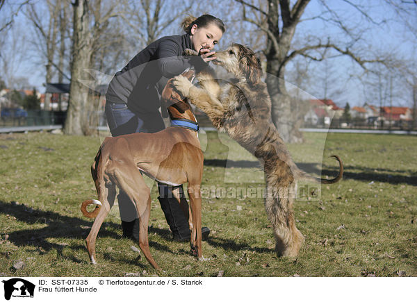 Frau fttert Hunde / woman feeds dogs / SST-07335