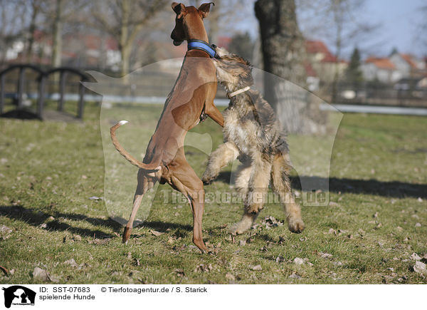 spielende Hunde / playing dogs / SST-07683
