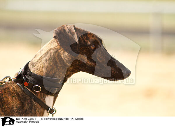 Azawakh Portrait / Azawakh Portrait / KMI-02571