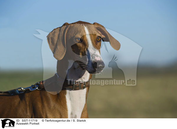 Azawakh Portrait / sighthound Portrait / SST-11719