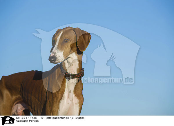 Azawakh Portrait / sighthound Portrait / SST-11736