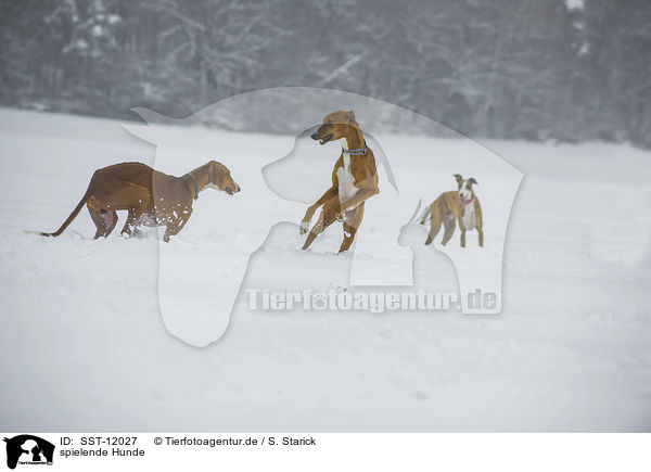 spielende Hunde / playing dogs / SST-12027