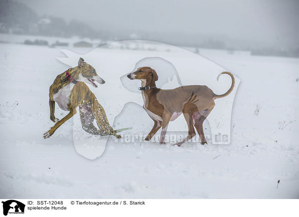 spielende Hunde / playing dogs / SST-12048
