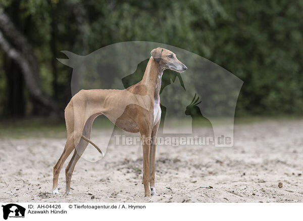 Azawakh Hndin / female Azawakh / AH-04426