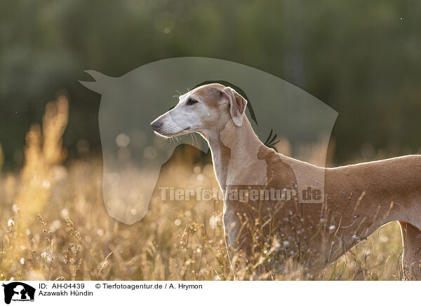 Azawakh Hndin / female Azawakh / AH-04439