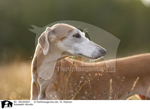 Azawakh Hndin / female Azawakh / AH-04441