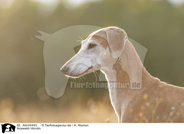 Azawakh Hndin / female Azawakh / AH-04443