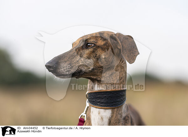 Azawakh Hndin / female Azawakh / AH-04452