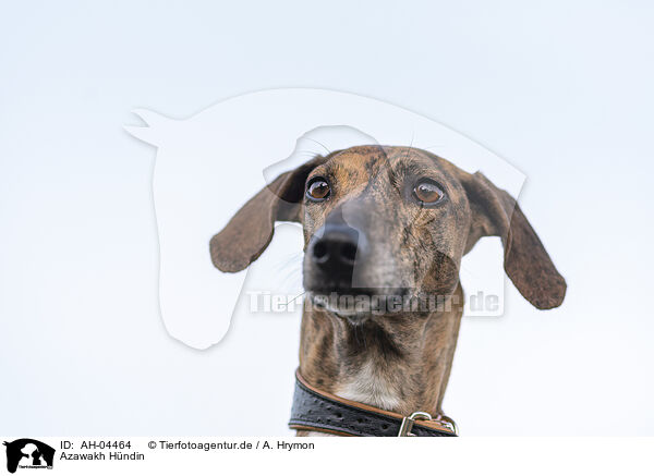 Azawakh Hndin / female Azawakh / AH-04464