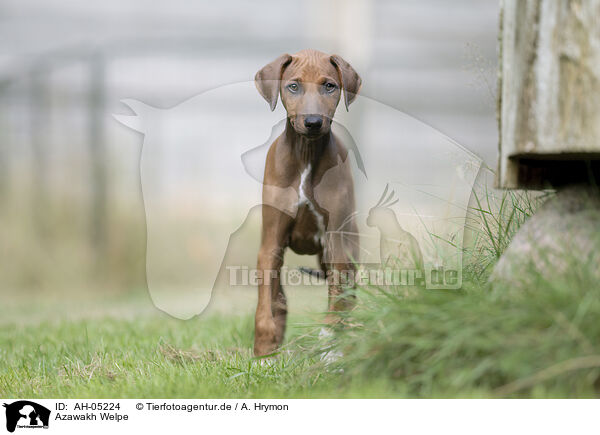 Azawakh Welpe / Azawakh Puppy / AH-05224