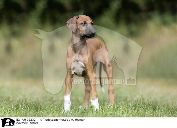 Azawakh Welpe / Azawakh Puppy / AH-05232