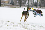 Azawakh beim Hunderennen