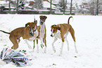 Azawakhs beim Hunderennen