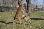 spielende Hunde