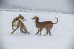 spielende Hunde