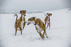 spielende Hunde