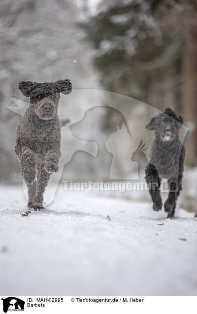 Barbets / Barbets / MAH-02995