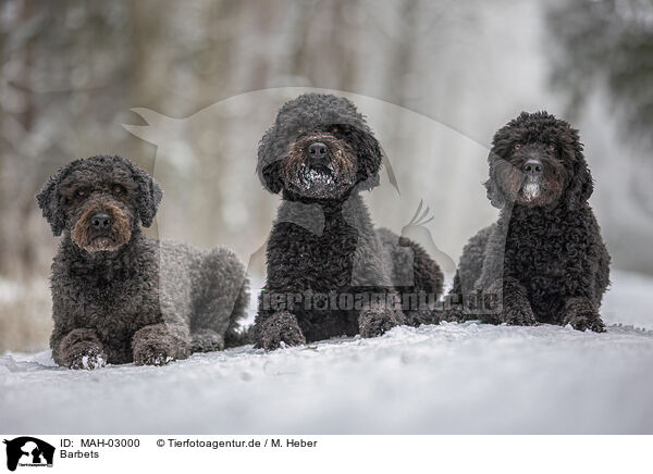 Barbets / Barbets / MAH-03000