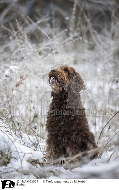 Barbet / Barbet / MAH-03007